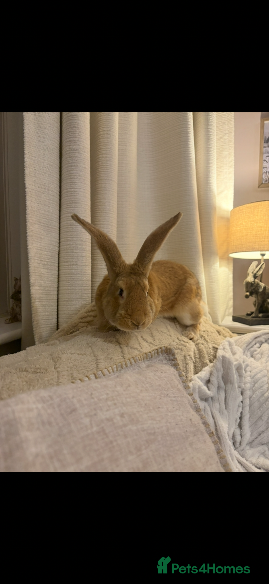 Continental Giant rabbits for sale: One left Lovely continental Giants baby rabbits  - Advert 17