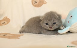 British Shorthair cats for sale: Gccf blue British shorthairs *ready November* - Image 12