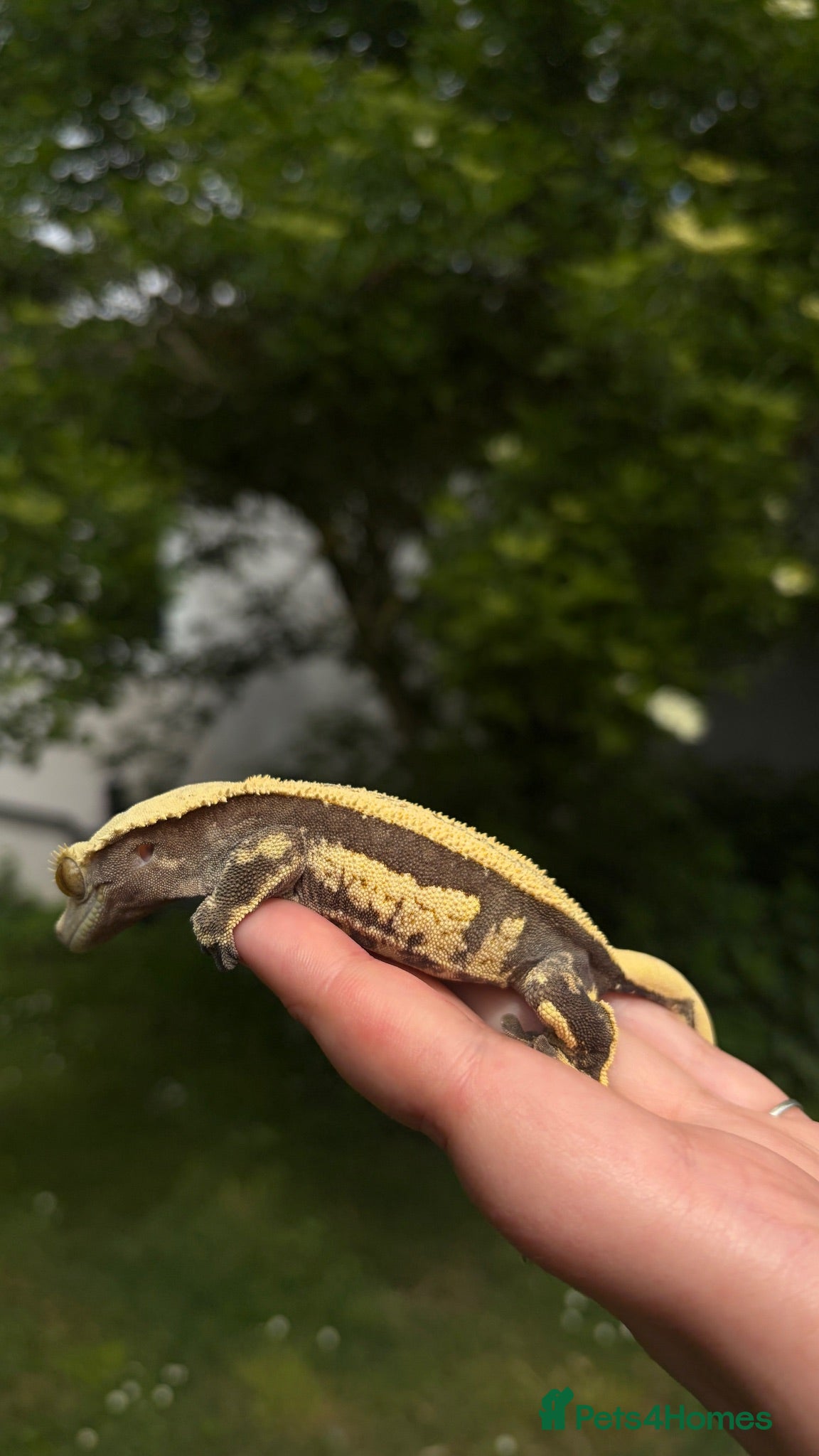Gecko reptiles Proven female crested gecko  - Advert 2