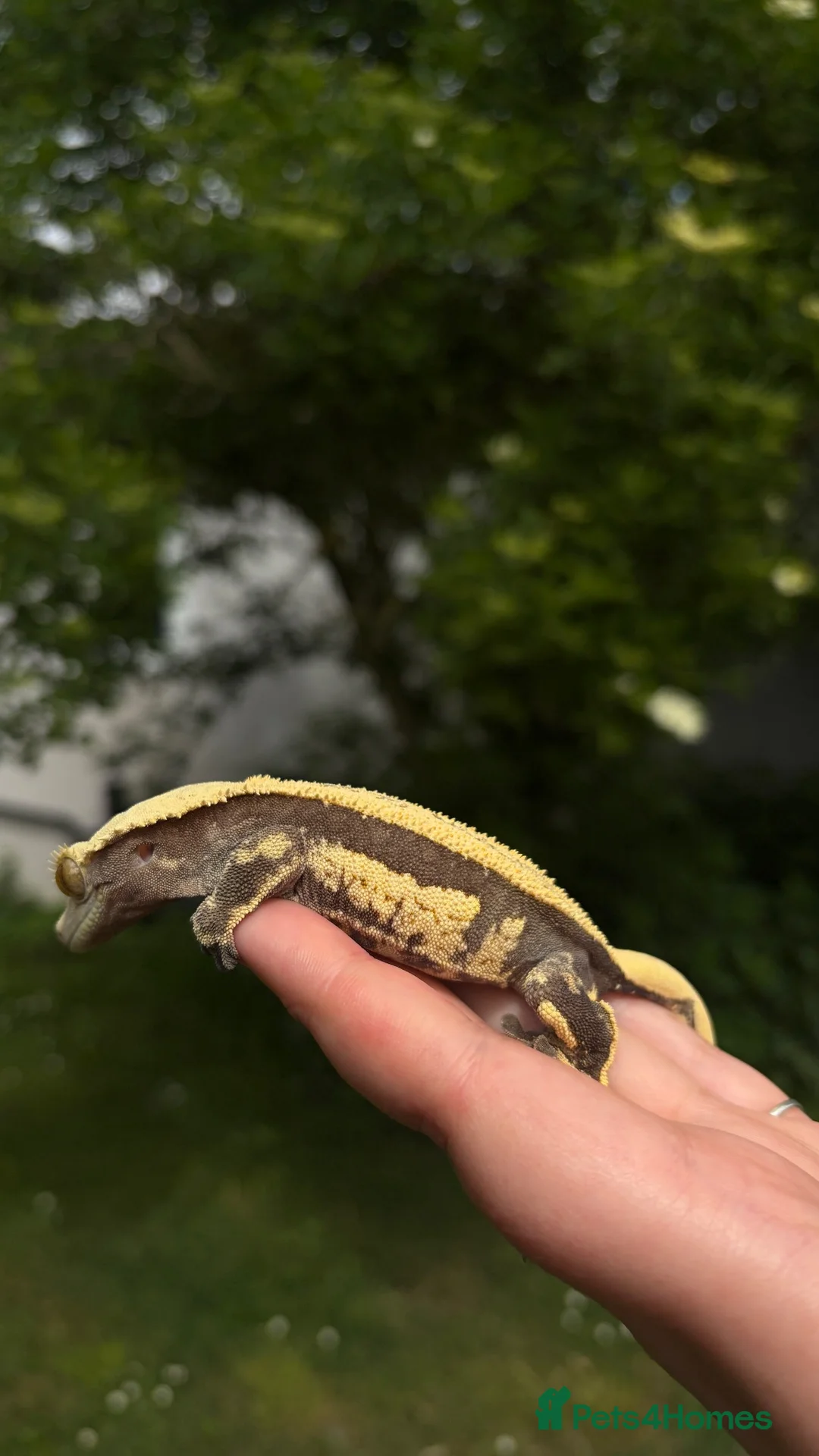 Gecko reptiles for sale: Proven female crested gecko  - Advert 2
