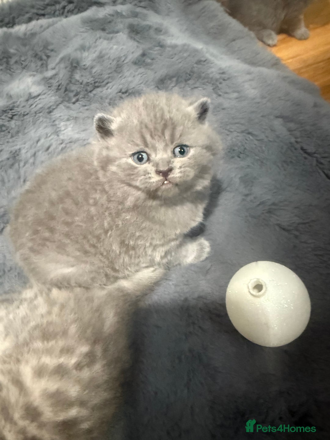 Scottish Fold cats for sale: Scottish fold kittens  - Advert 7