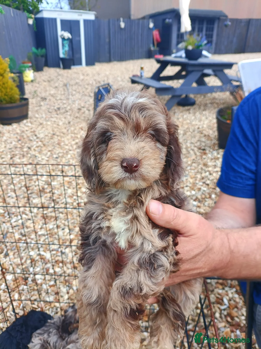 Cockapoo dogs for sale: Cockapoo puppies  - Advert 1