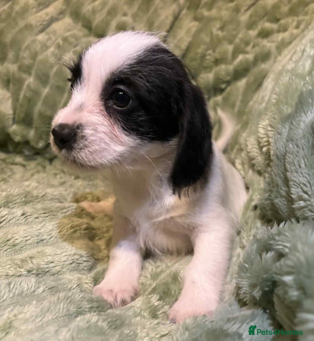 Mixed Breed dogs for sale: Schweenie pups - Advert 7