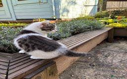 Mixed Breed cats for sale: Adorable Playful Happy Mixed breed kittens - Image 12
