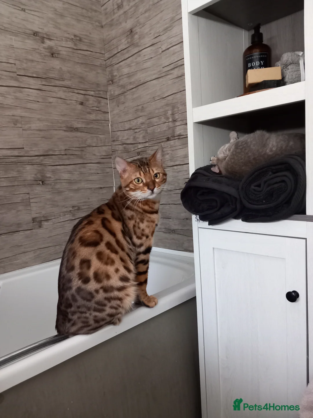 Bengal cats for stud: PROVEN ♡ Handsome BENGAL STUD > Carries SNOW + SLV in Birmingham - Advert 7