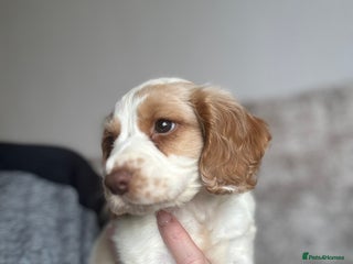 Cocker Spaniel dogs - Advert 36