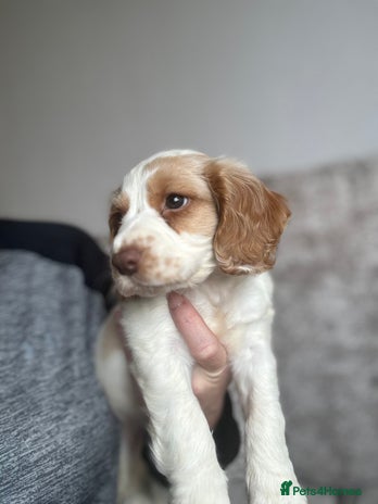 Cocker Spaniel dogs - Advert 3