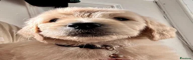 Brown Collar