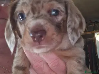 Dachshund dogs Miniature dauchshound - Advert 9