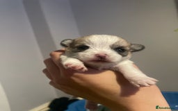 Mixed Breed dogs for sale: Maltese x chihuahua puppies for sale  - Image 6