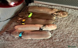 French Bulldog dogs for stud: NEW SHADE ISABELLA health tested  in Hastings - Image 15