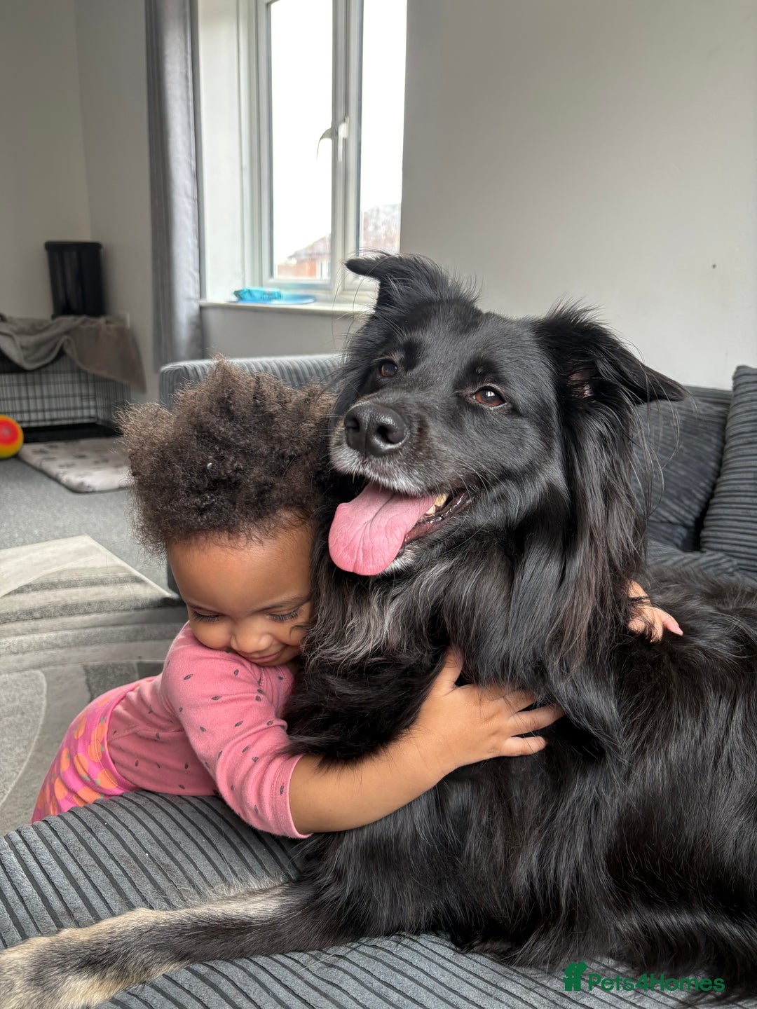 Mixed Breed dogs for sale: -Loki- - Image 2