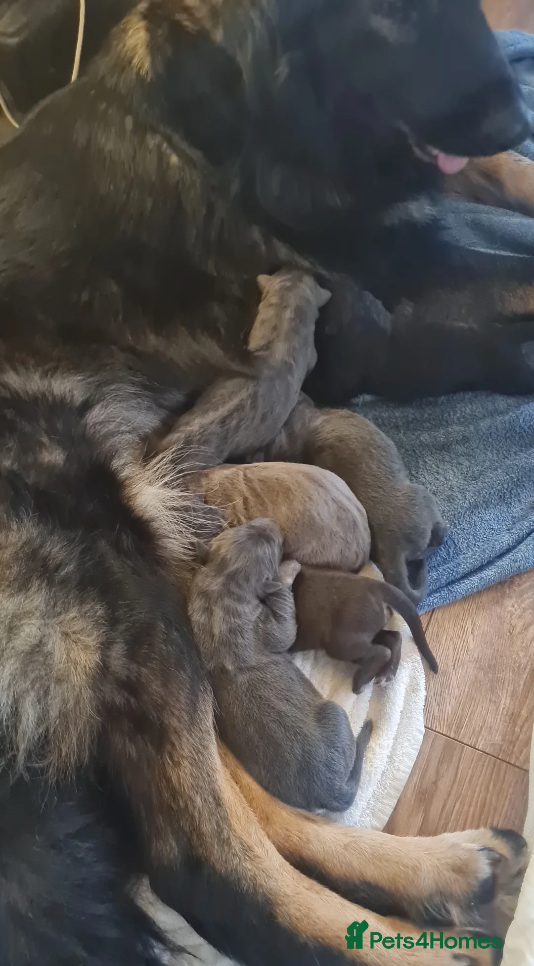 German Shepherd dogs for sale: German Shepherd Puppies for sale - Advert 2