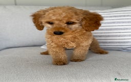 Toy Poodle dogs for sale: Beautiful Toy poodle Stanley - Image 2