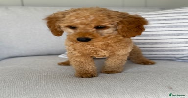 Toy Poodle dogs - Advert 6