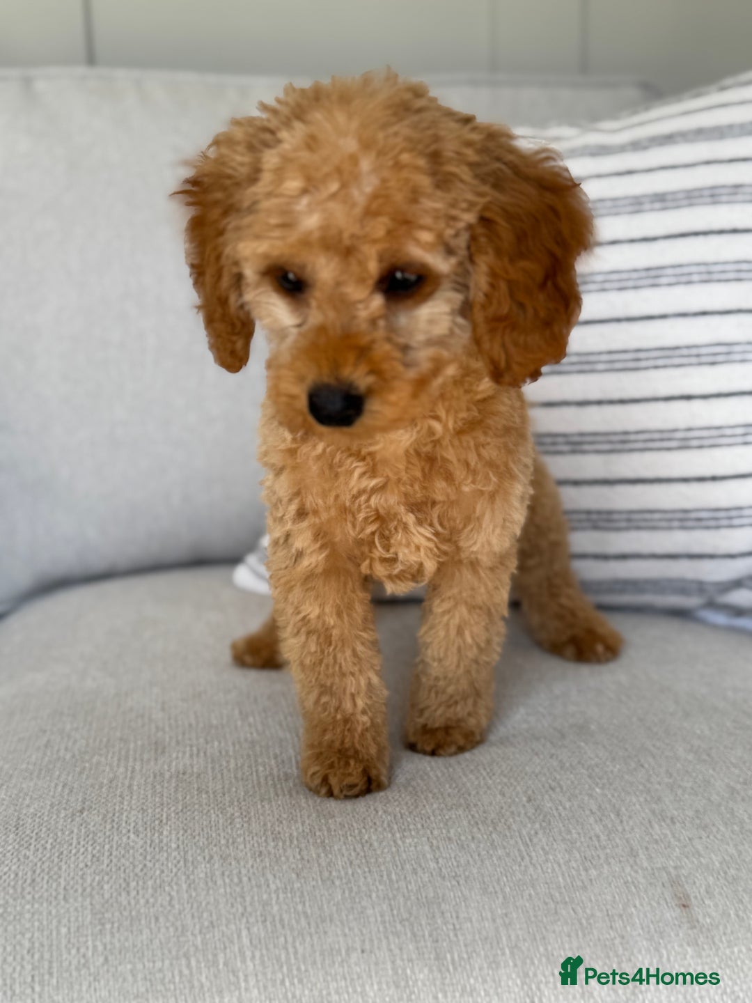 Toy Poodle dogs for sale: Beautiful Toy poodle Stanley - Image 2