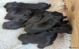 Miniature Schnauzer dogs for sale: Fully Health Tested,KC reg'd  Mini Schnauzer pups - Image 5