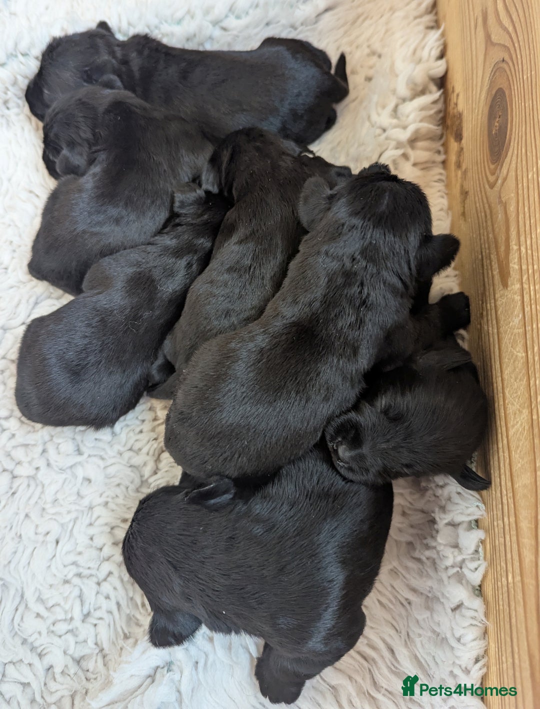 Miniature Schnauzer dogs for sale: Fully Health Tested,KC reg'd  Mini Schnauzer pups - Image 5