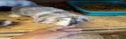 French Lop rabbits for sale: French lops  - Advert 3