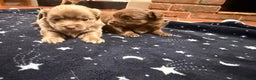 Mixed Breed dogs for sale: Outstanding chihuahua x miniature JRT puppies - Advert 14