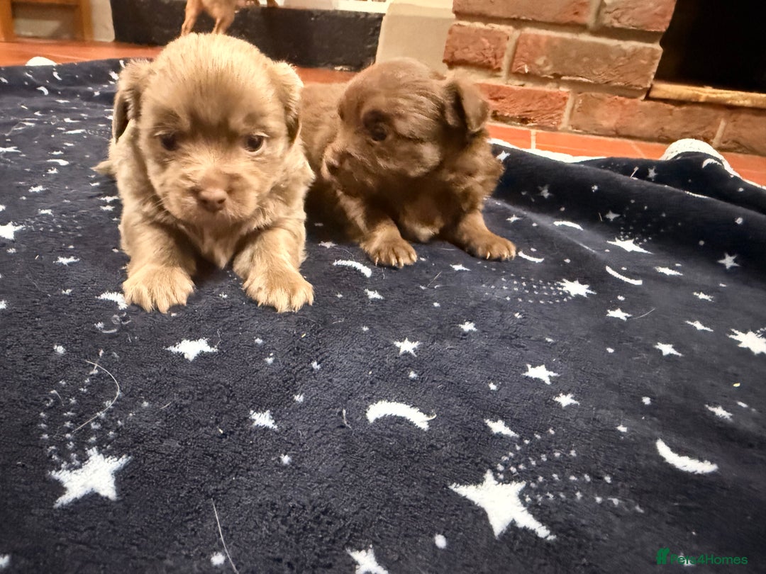 Mixed Breed dogs for sale: Outstanding chihuahua x miniature JRT puppies - Advert 14