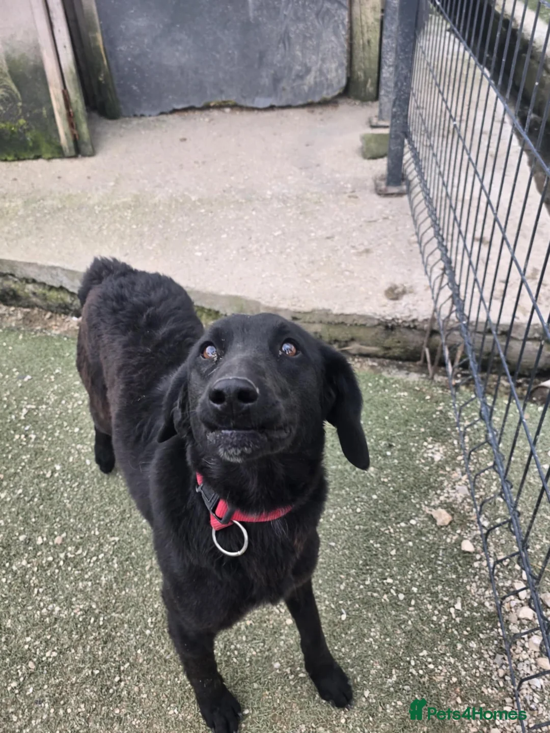 Mixed Breed dogs for adoption: uma   - Advert 2