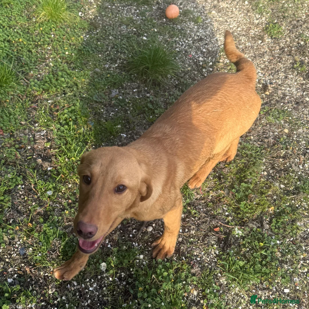 Labrador Retriever dogs for sale: 🧡 Older Yellow & Red RKC Labrador Boys 💛 - Advert 29