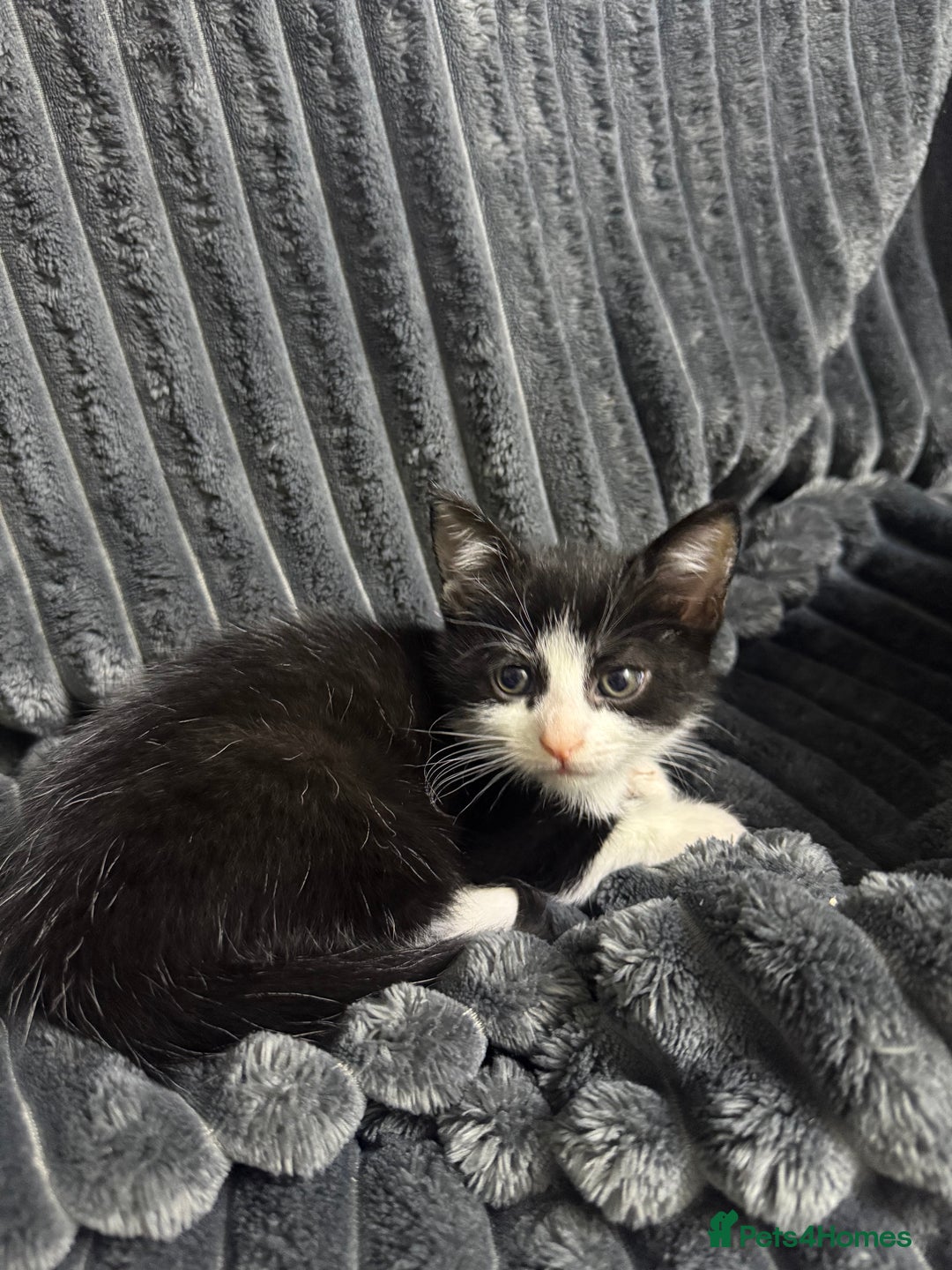 American Shorthair cats for sale: Adorable Kitten For Sale🐾 - Advert 2