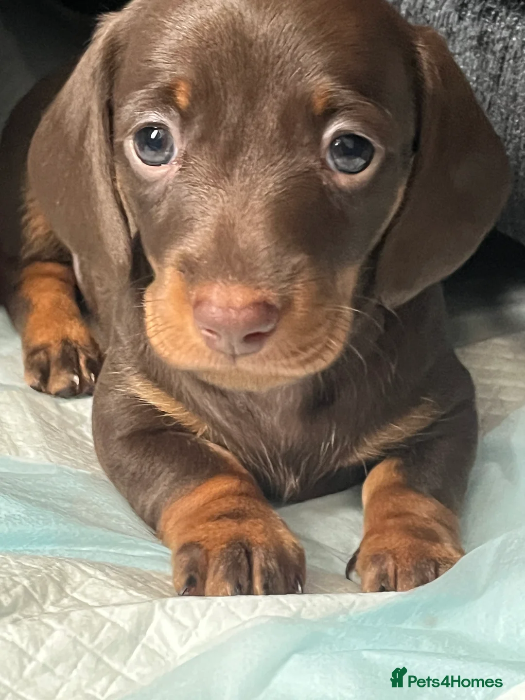 Miniature Dachshund dogs for stud: 🔥For stud proven miniature dachshund🔥   in Windsor - Advert 35
