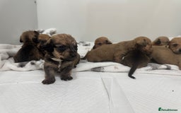 Mixed Breed dogs for sale: Dachshund x Maltese puppies  - Advert 1