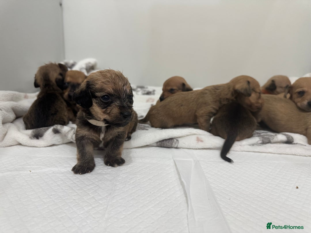 Mixed Breed dogs for sale: Dachshund x Maltese puppies  - Advert 1