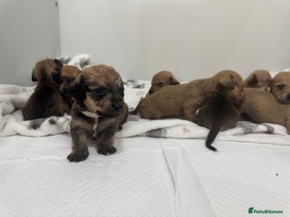 Mixed Breed dogs for sale: Dachshund x Maltese puppies - Advert 1