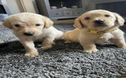 Labradoodle dogs for sale: Miniature Labradoodles  - Image 19
