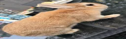 Netherland Dwarf rabbits for sale: Neverland dwarf rabbit   in Manchester - Advert 2