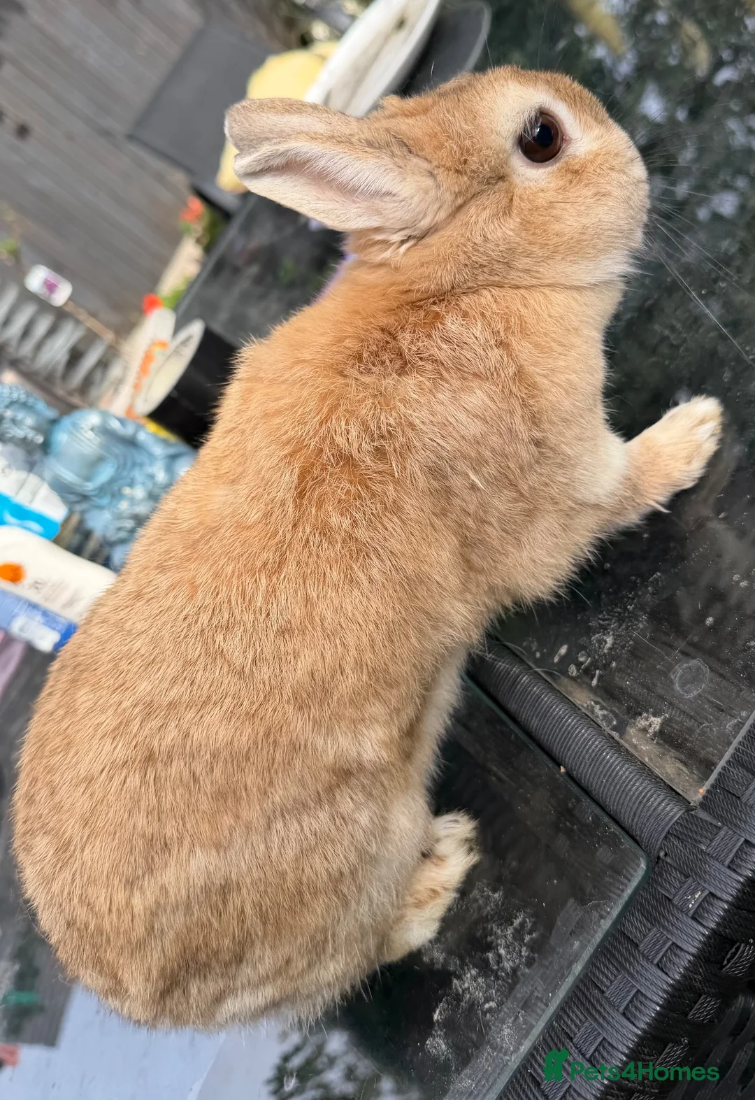 Netherland Dwarf rabbits for sale: Neverland dwarf rabbit   in Manchester - Advert 2