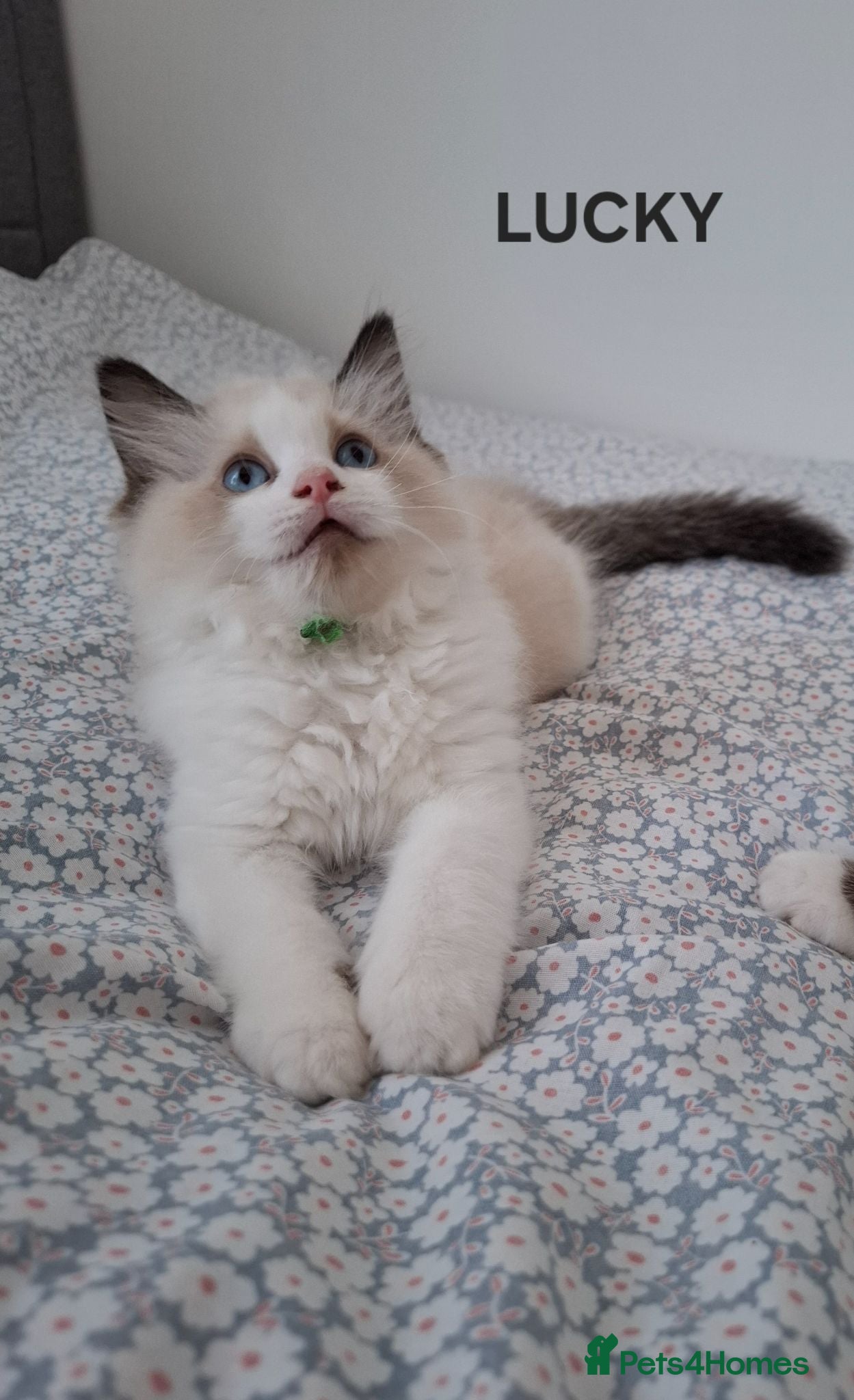 Ragdoll cats Purebread Ragdoll Kittens - TICA YORKSHIRE - Advert 2