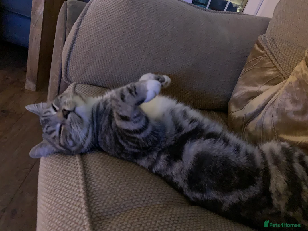 Mixed Breed cats for sale: Hunting cat  in Richmond - Advert 3