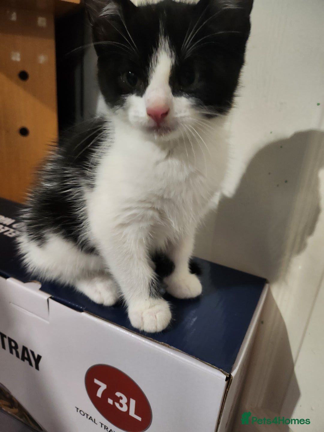 Mixed Breed cats for sale: Kittens  - Advert 16