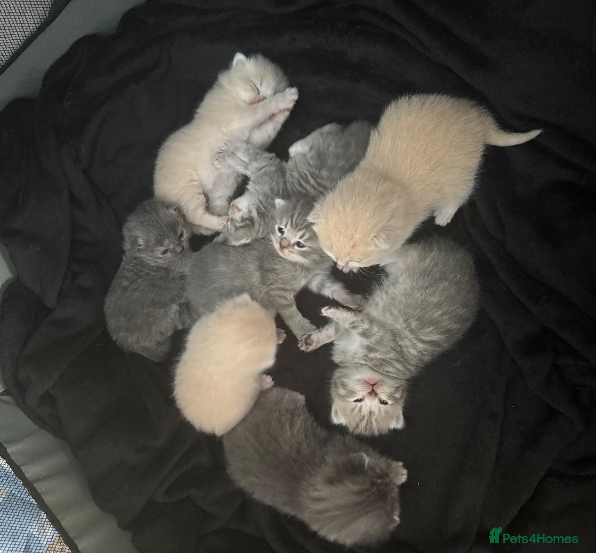 Scottish Fold cats Scottish fold kittens-Both parents TICA registered - Advert 3