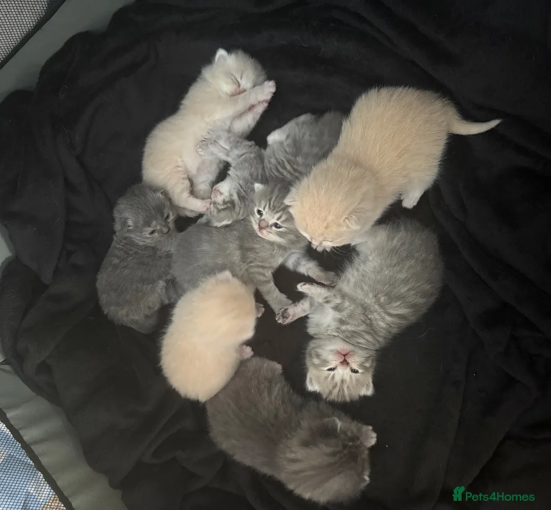 Scottish Fold cats for sale: Scottish fold kittens-Both parents TICA registered - Advert 1