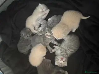 Scottish Fold cats Scottish fold kittens-Both parents TICA registered - Advert 1