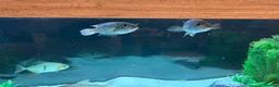 Other/Mixed Breed fish for sale: Tropical fish  in Hornchurch - Advert 2