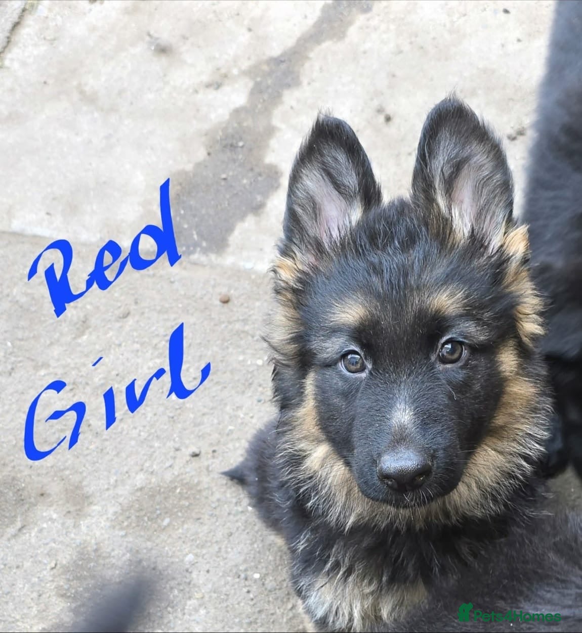 German Shepherd dogs 9 beautiful german shepards looking for a home - Advert 2