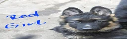 German Shepherd dogs for sale: 9 beautiful german shepards looking for a home - Advert 18