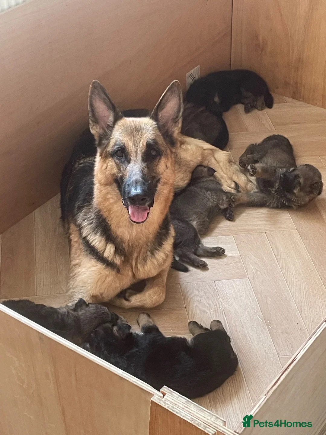 German Shepherd dogs for sale: German shepherd puppies  in Liverpool - Advert 9