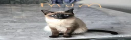 Siamese cats for sale: The Best Traditional Siamese Kittens - Advert 8