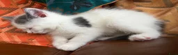 Persian cats for sale: Beautiful Persian Kittens  - Advert 14