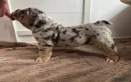 English Bulldog dogs for sale: Beautiful English Bulldog Puppies - Image 13