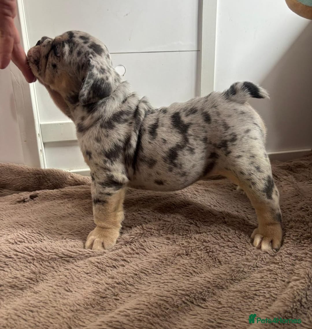 English Bulldog dogs for sale: Beautiful English Bulldog Puppies - Image 13