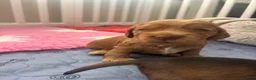 Cocker Spaniel dogs for sale: Show cocker spaniel puppies sired by Rizi Bizi - Advert 17